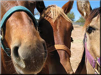 horses